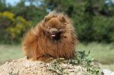 SPITZ ALLEMAND 426